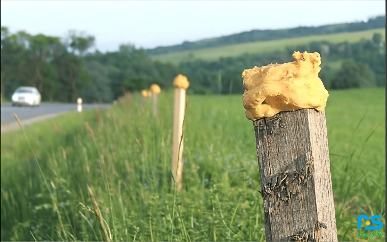 روش‌های مقابله با حیوانات آسیب‌رسان در نیروگاه‌های خورشیدی